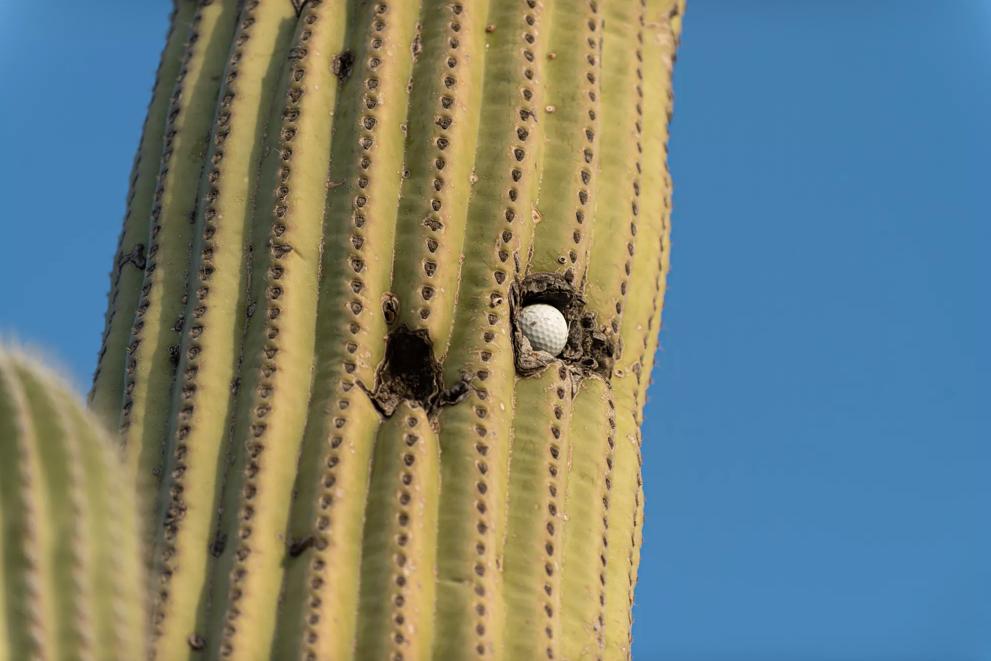 Cactus with golf ball